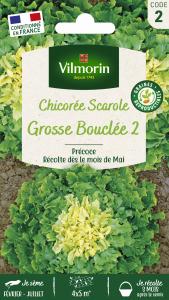 Chicorée Scarole Grosse Bouclée 2
